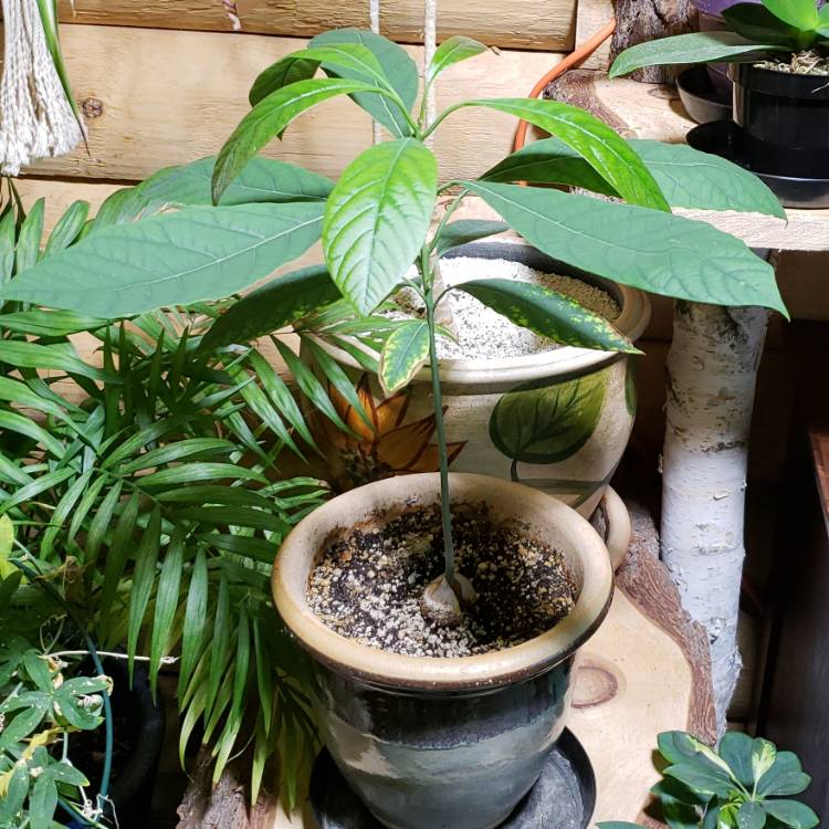 plant image 876051 plant image 876051
