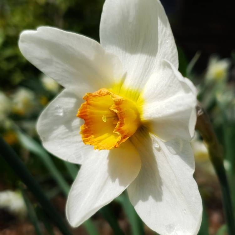 Plant image Narcissus 'High Society'