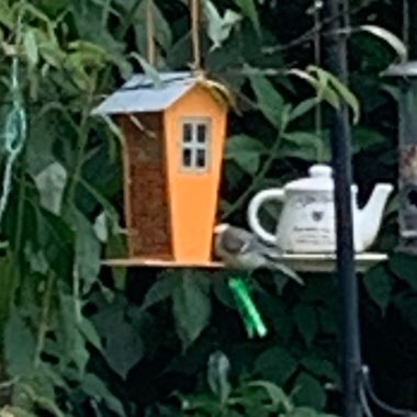 Mandy's garden