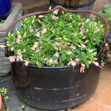 Mandy's garden