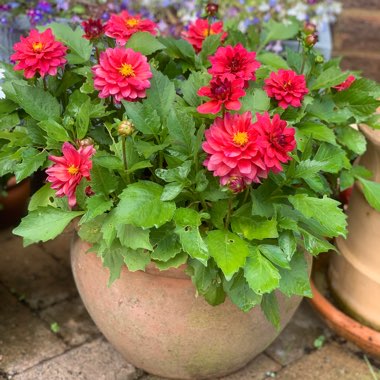 Mandy's garden