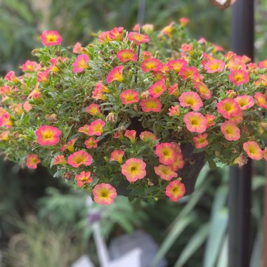 Mandy's garden