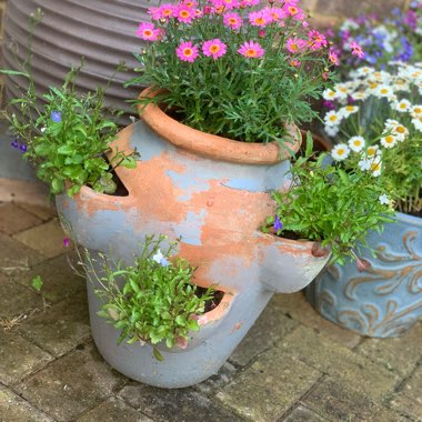 Mandy's garden