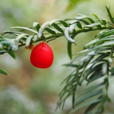 English Yew