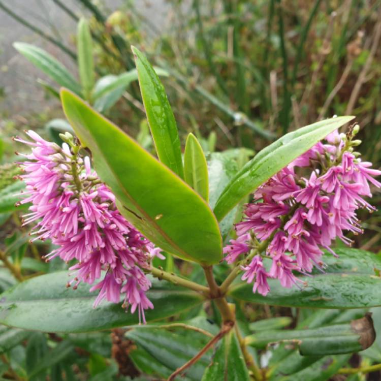 plant image 1222303