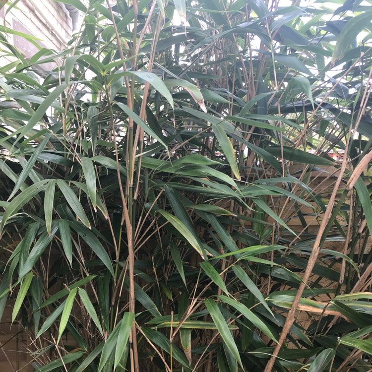 Plant image Pseudosasa japonica syn. Arundinaria japonica