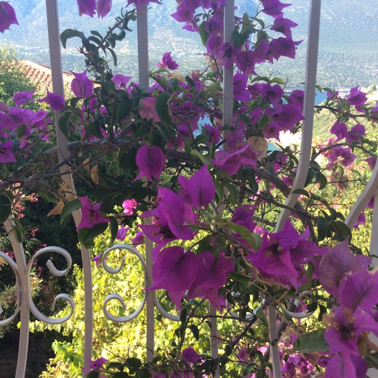 plant image 465170
