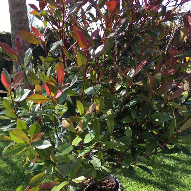 plant image 59231