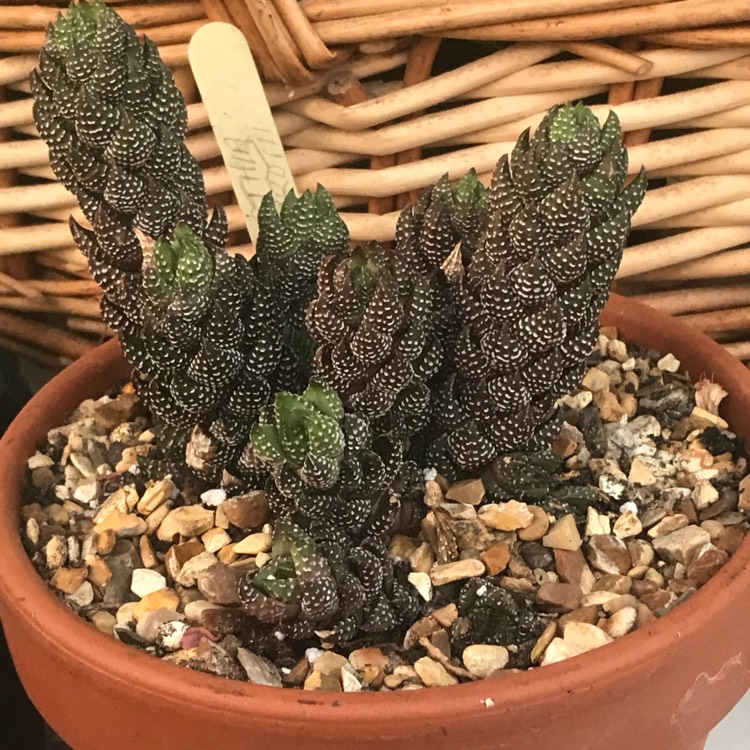 plant image 874728