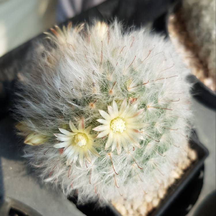 Plant image Mammillaria bocasana 'Roseiflora'
