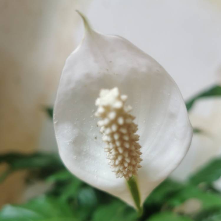 plant image 1454319