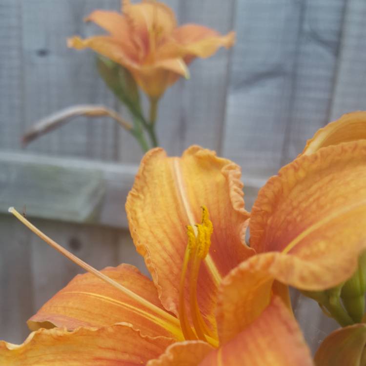 plant image 449546