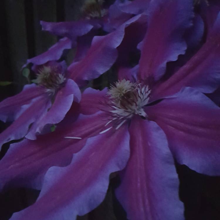 plant image 523285