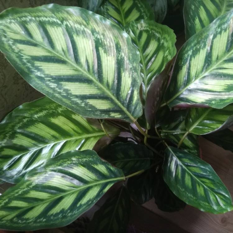 plant image 662432