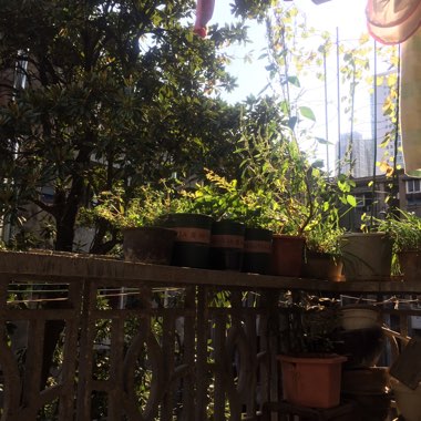 Min's garden