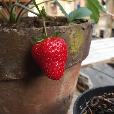 Strawberry 'Merlan'