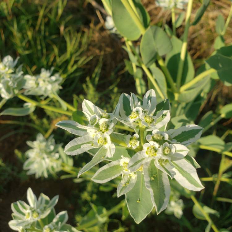 Plant image Euphorbia amygdaloides
