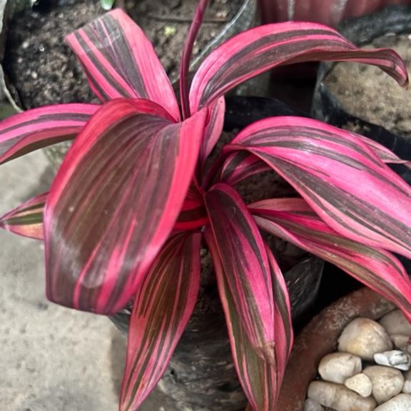 Plant image Cordyline fruticosa 'Chocolate Queen'