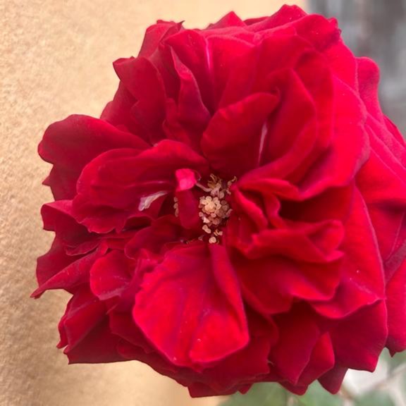 Plant image Rosa 'Wekvaldaom' syn. Rosa 'Lady In Red'