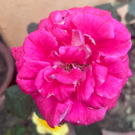 Plant image Rosa 'Bucbi' syn. Rosa 'Carefree Beauty', Rosa 'Audace', Rosa 'Katy Road Pink'
