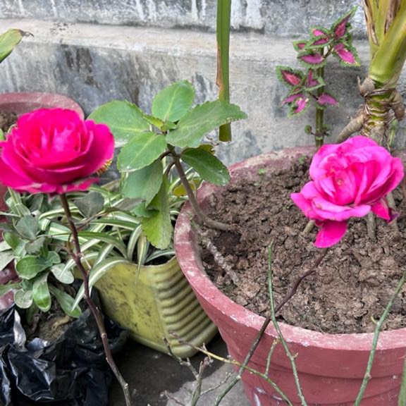plant image 1669544