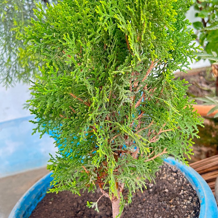 plant image 1672915