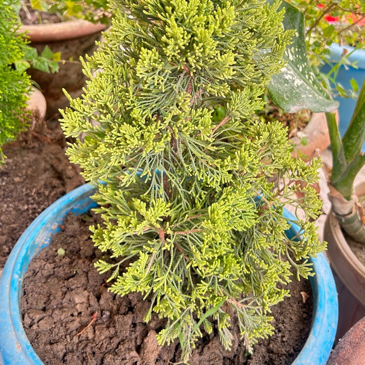 plant image 1672916