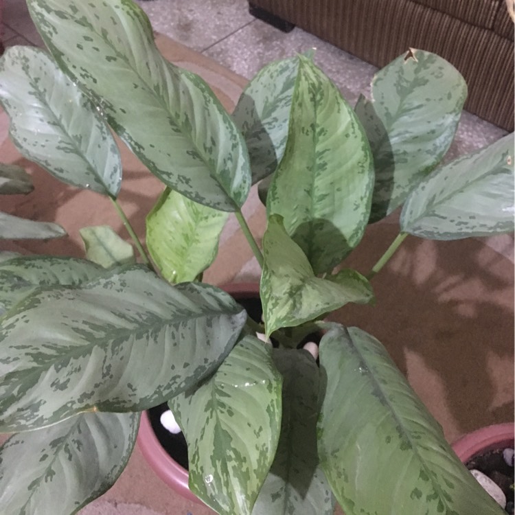 Plant image Aglaonema 'Silver King'