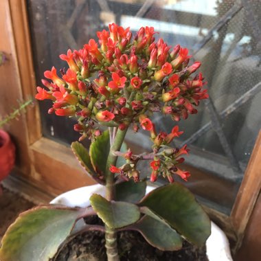 Kalanchoe blossfeldiana 'Red'
