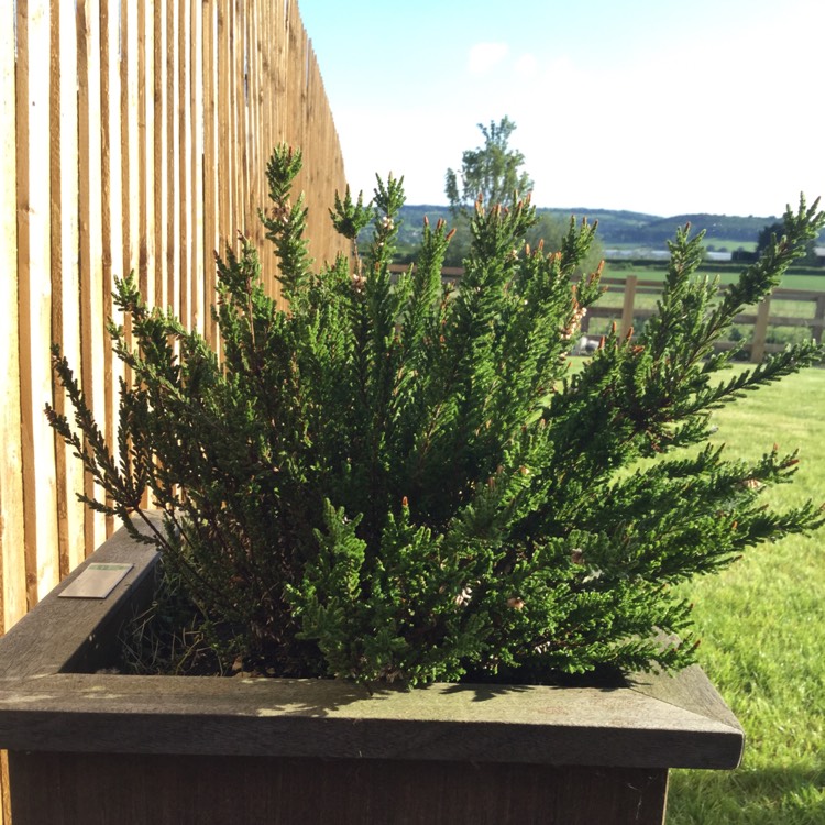 Plant image Calluna vulgaris 'Pink Madonna' (Garden Girls Series)