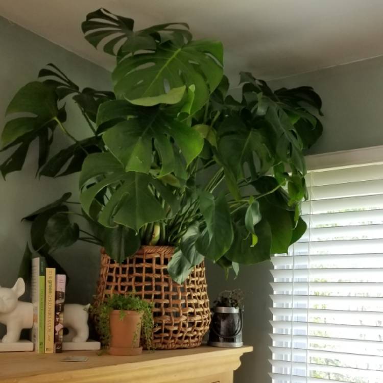 Plant image Monstera deliciosa 'Borsigiana'  syn. Monstera borsigiana