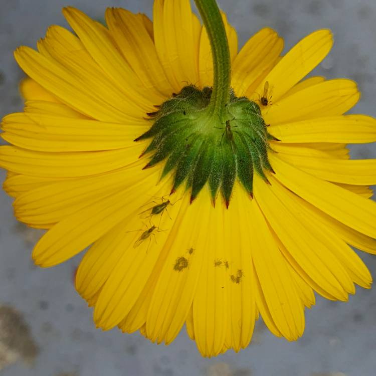 Plant image Calendula 'Powerdaisy Sunny'