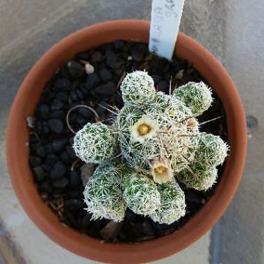 Aristaloe Aristata (formerly Aloe Aristata)