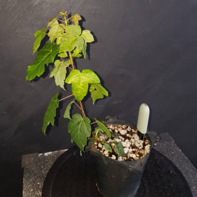 Plant image Acer Truncatum 'Norwegian Sunset'