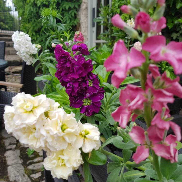 Plant image Matthiola incana