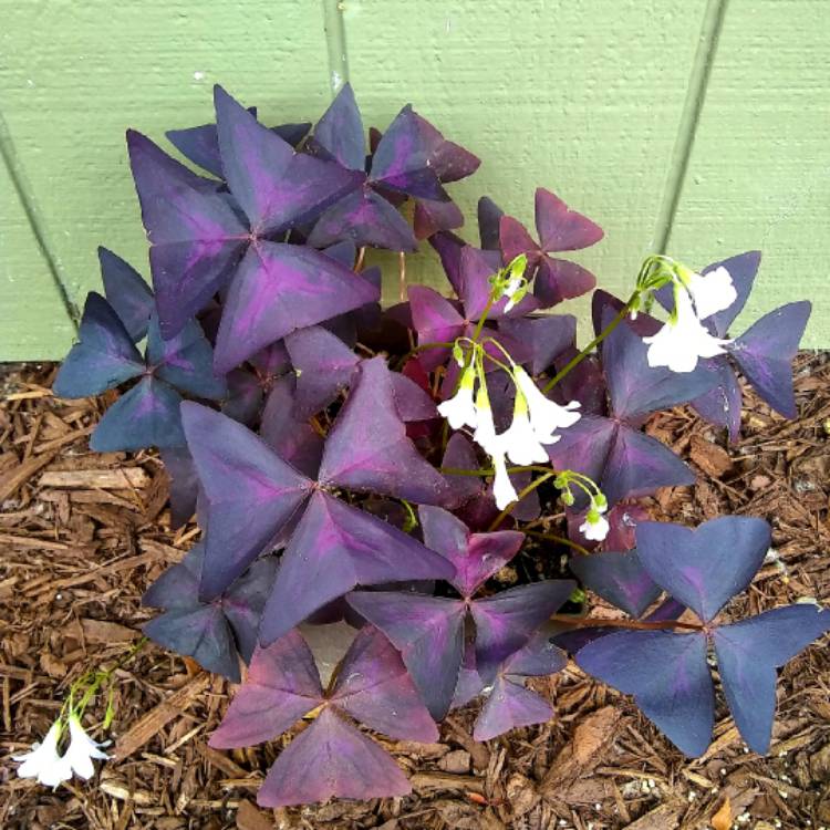 Plant image Oxalis 'Black Velvet'