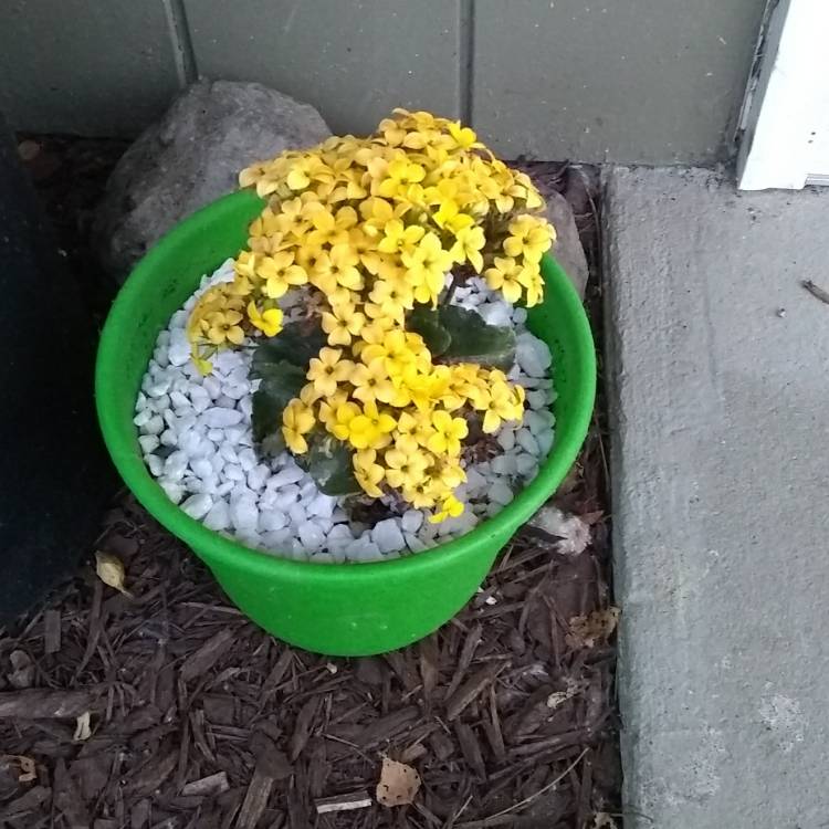 Plant image Kalanchoe Blossfeldiana 'Yellow'