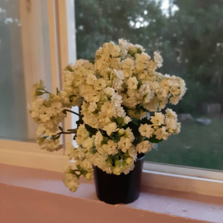 Plant image Kalanchoe blossfeldiana 'Calandiva White'