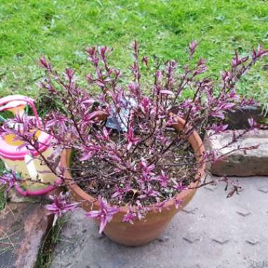 Hebe 'Frozen Flame'