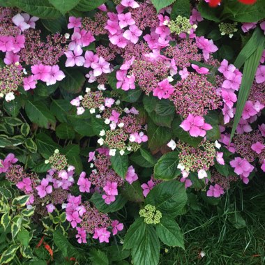 Hydrangea 'Normalis'