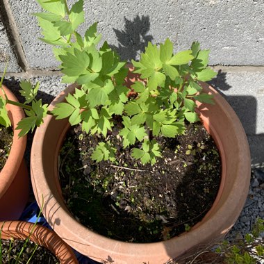 Ann's garden