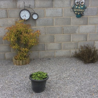 Ann's garden