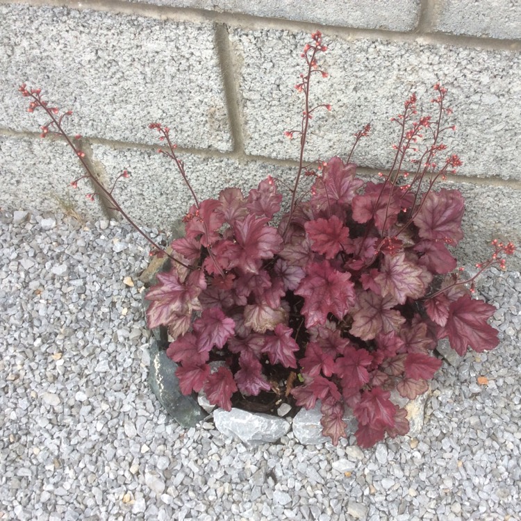 Plant image Heuchera 'Plum Pudding'