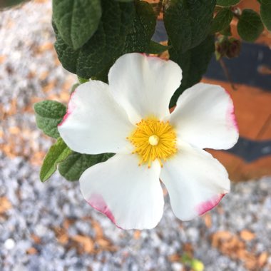 Ann's garden
