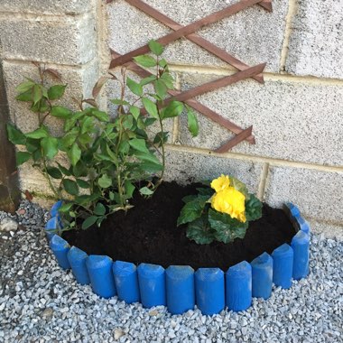 Ann's garden