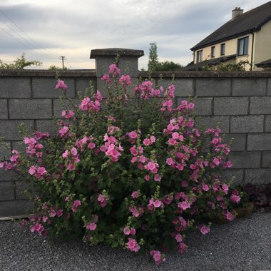 Ann's garden