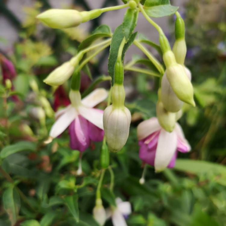 Plant image Fuchsia 'Star Wars'