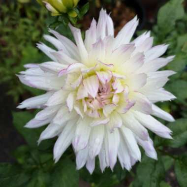 Dahlia 'Crazy Love' (Decorative)