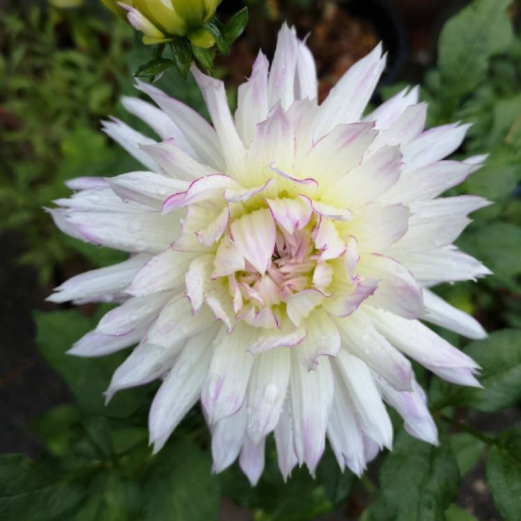 Plant image Dahlia 'Crazy Love'