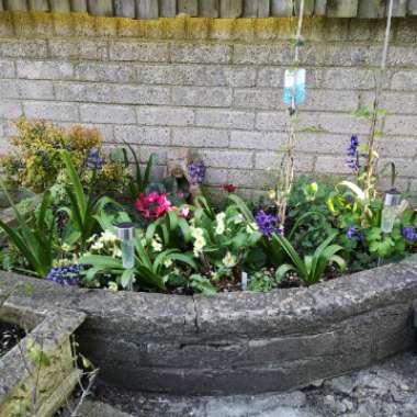 Marc's garden